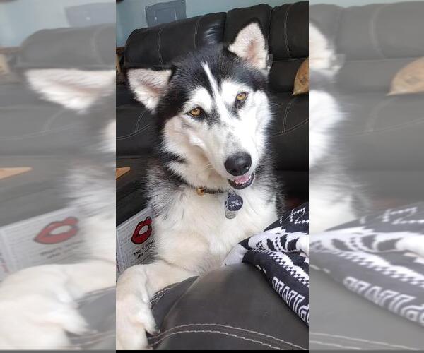 Medium Photo #2 Siberian Husky-Unknown Mix Puppy For Sale in Incline Village, NV, USA