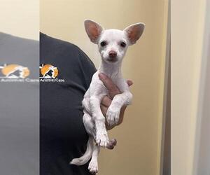 Chihuahua Dogs for adoption in Orange, CA, USA