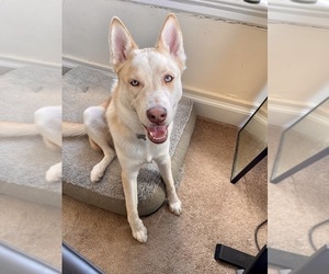 German Shepherd Dog-Siberian Husky Mix Puppy for sale in N CHESTERFLD, VA, USA