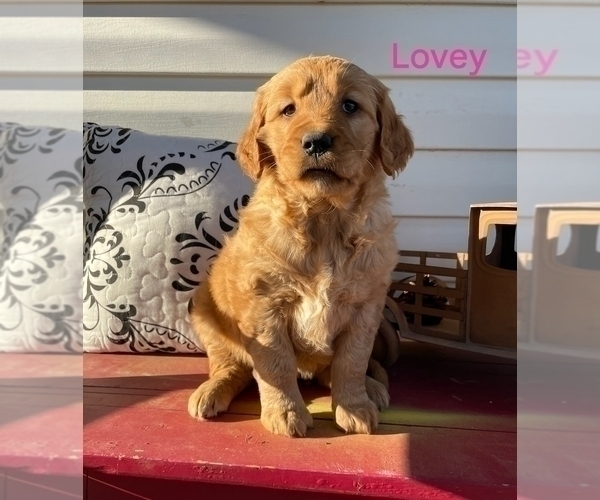 Medium Photo #2 Golden Retriever Puppy For Sale in CHELSEA, OK, USA