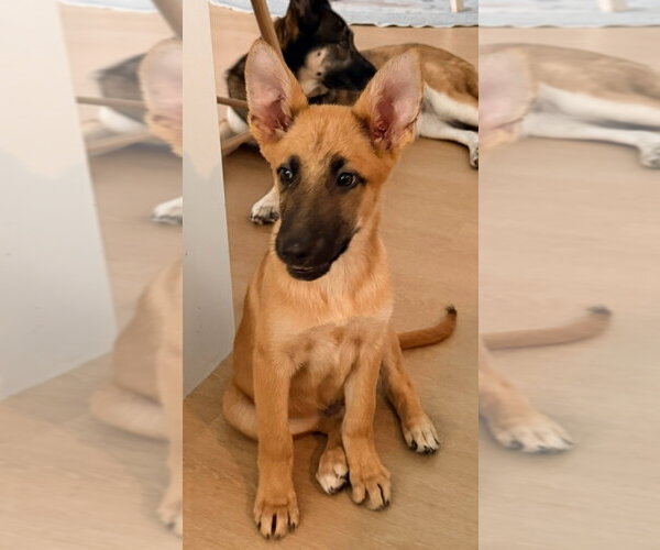 Medium Photo #1 German Shepherd Dog Puppy For Sale in Tampa, FL, USA