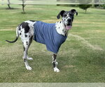 Small Great Dane