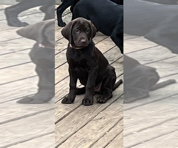 Medium Photo #8 Labrador Retriever Puppy For Sale in MARIETTA, GA, USA