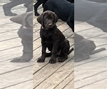 Small Photo #8 Labrador Retriever Puppy For Sale in MARIETTA, GA, USA