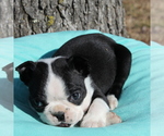 Small Photo #12 Boston Terrier Puppy For Sale in HUGHESVILLE, MD, USA