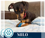 Small #2 Dachshund Mix