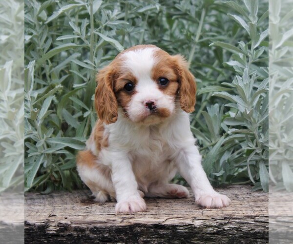 Medium Photo #3 Cavalier King Charles Spaniel Puppy For Sale in GAP, PA, USA