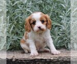 Small Photo #3 Cavalier King Charles Spaniel Puppy For Sale in GAP, PA, USA