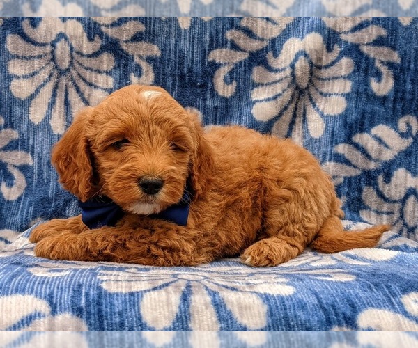 Medium Photo #3 Goldendoodle-Poodle (Miniature) Mix Puppy For Sale in LINCOLN UNIV, PA, USA