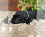 Small #17 Labrador Retriever