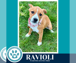 Small #7 Boxer Mix