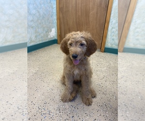 Goldendoodle Puppy for sale in FOUNTAIN, CO, USA