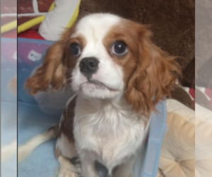 Cavalier King Charles Spaniel Puppy for sale in PAOLA, KS, USA
