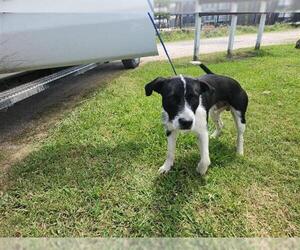 Mutt Dogs for adoption in Houston, TX, USA