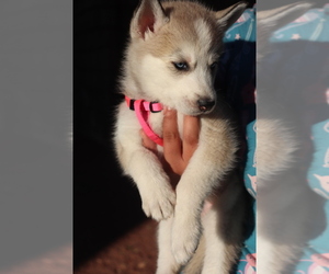 Siberian Husky Puppy for sale in LANCASTER, CA, USA