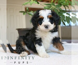 Bernedoodle (Miniature) Puppy for sale in LEOLA, PA, USA