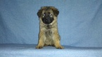 Small Photo #1 German Shepherd Dog Puppy For Sale in LOGAN, OH, USA