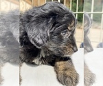 Small Photo #6 Aussiedoodle-Aussiedoodle Miniature  Mix Puppy For Sale in MONTECITO, CA, USA