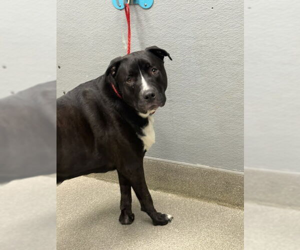 Medium Photo #1 Mutt Puppy For Sale in Las Vegas, NV, USA