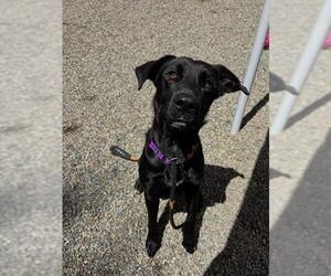 Labrador Retriever Dogs for adoption in Palmetto, FL, USA
