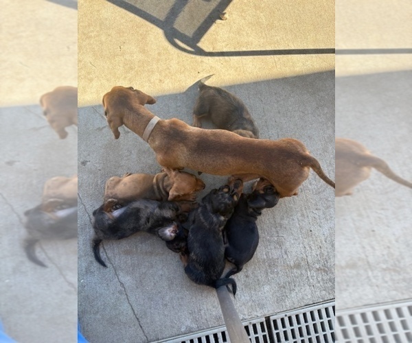 Medium Photo #2 Dachshund Puppy For Sale in SAN BERNARDINO, CA, USA