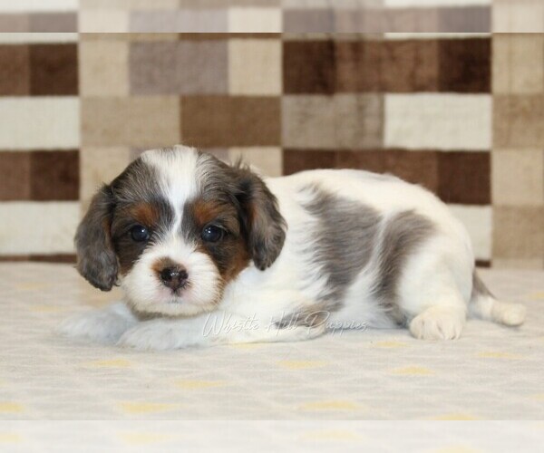 Medium Photo #2 Cavapoo Puppy For Sale in DENVER, PA, USA