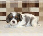 Small #1 Cavapoo