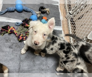 Border-Aussie Puppy for Sale in NEWTON, Kansas USA