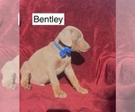 Small #4 Doberman Pinscher