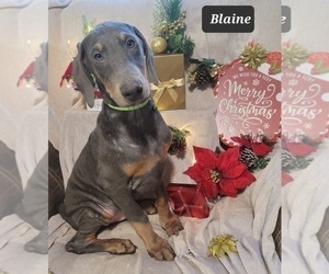 Doberman Pinscher Puppy for sale in POMEROY, OH, USA