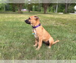 Small #3 American Pit Bull Terrier-Rhodesian Ridgeback Mix