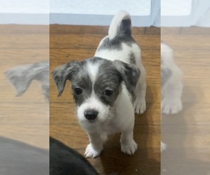 Medium German Hunting Terrier-Lowchen Mix