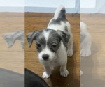 Puppy 5 German Hunting Terrier-Lowchen Mix