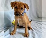 Small #2 Labrador Retriever Mix