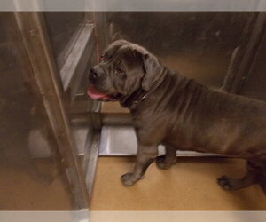 Mutt Dogs for adoption in Martinez, CA, USA