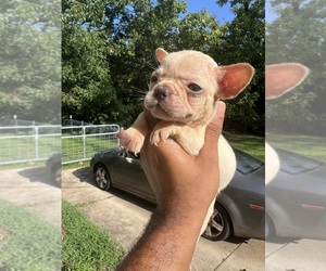 French Bulldog Puppy for sale in GRIFFIN, GA, USA