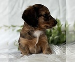 Small #7 Dachshund