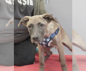 Mutt Dogs for adoption in Princeton, MN, USA