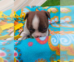 Puppy Candy Boston Terrier