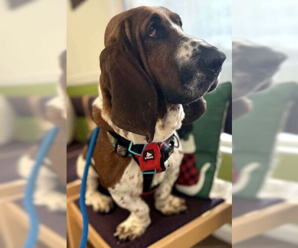 Medium Photo #4 Basset Hound Puppy For Sale in Deepwater, NJ, USA