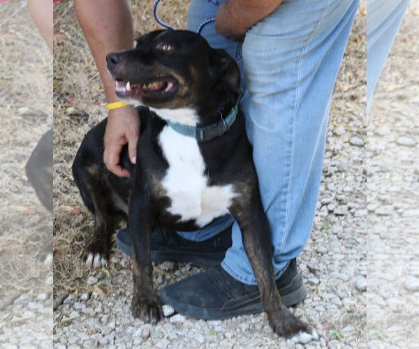 Medium Photo #2 Rottweiler-Unknown Mix Puppy For Sale in Bandera, TX, USA