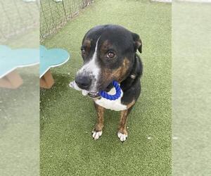 American Pit Bull Terrier-Unknown Mix Dogs for adoption in Pasadena, TX, USA