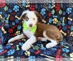 Small #6 Miniature Australian Shepherd
