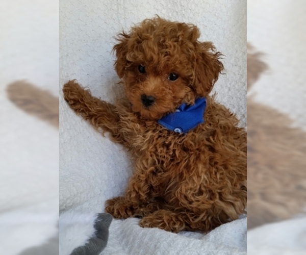 Medium Photo #1 Poodle (Toy) Puppy For Sale in BUFFALO, MO, USA