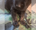 Small Photo #3 Labrador Retriever Puppy For Sale in CHINO HILLS, CA, USA