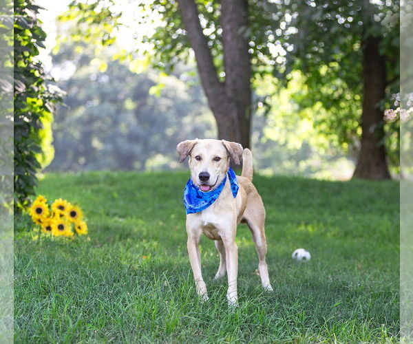 Medium Photo #2 Labrador Retriever-Unknown Mix Puppy For Sale in Unionville, PA, USA