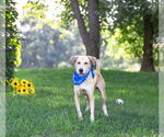 Small #1 Labrador Retriever Mix