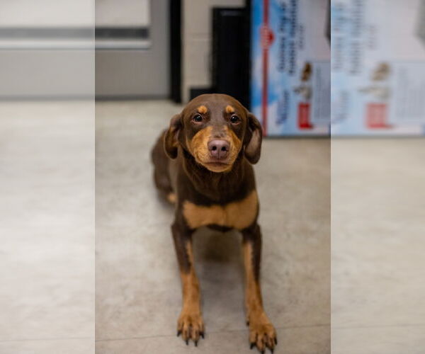 Medium Photo #1 Labrador Retriever-Unknown Mix Puppy For Sale in Rowlett, TX, USA