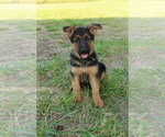 Small Photo #3 German Shepherd Dog Puppy For Sale in CHESNEE, SC, USA