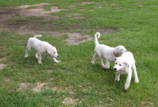 Akbash Dog-Great Pyrenees Mix Puppy for sale in AMITE, LA, USA